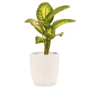 گیاه مدل برگدار مدل ۴